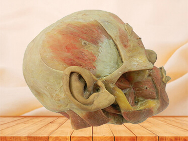 Deep muscles of mastication