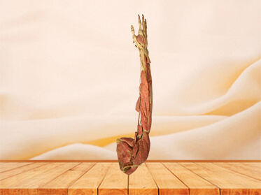 Deep muscles of upper limb