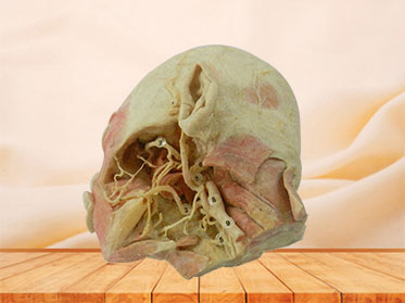 Deep vascular nerve of head and face plastinated specimen