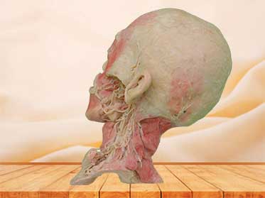 Deep vascular nerve of head and neck medical specimen