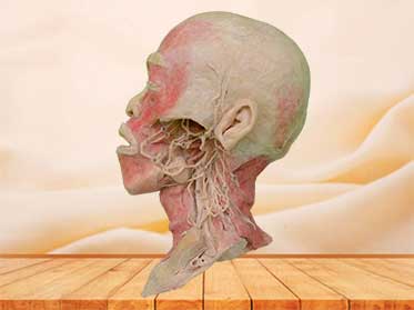 Deep vascular nerve of head and neck plastinated specimen