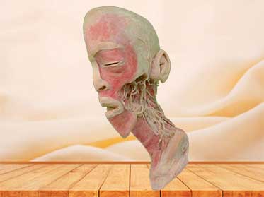 Deep vascular nerve of head and neck teaching specimen
