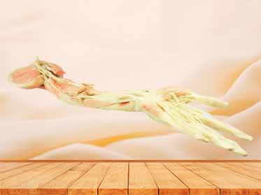 Deep vascular nerve of upper limb