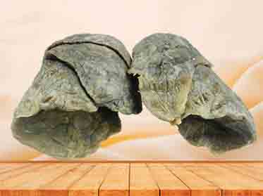 Double lungs plastinated specimen
