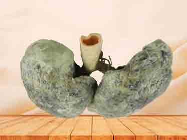 Double lungs specimen