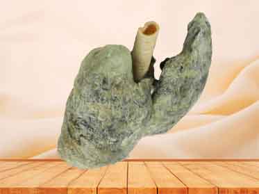 Double lungs specimen for sale
