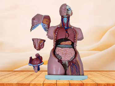 Dual-sex human torso model