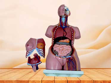 Dual-sex human torso model with head