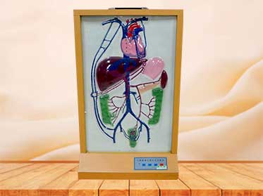 Electric computer portal-vein circulating model