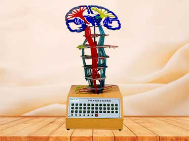 Electric conduction of  central nervous system model