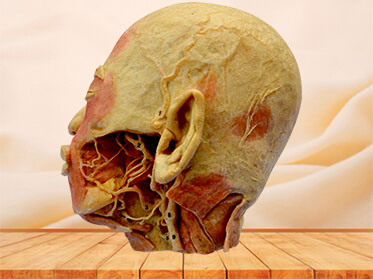 External carotid artery