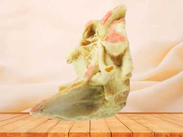 External carotid artery and its branches plastinated specimen