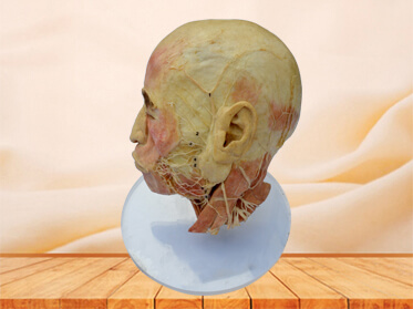 Facial nerve