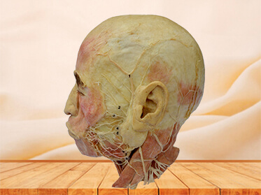 Facial nerve