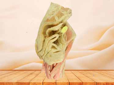 Female internal genital organs