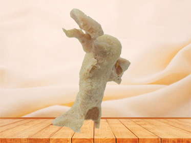 Female internal genital organs anatomic specimen