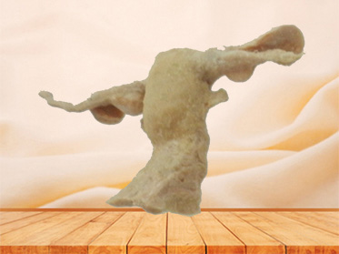 Female internal genital organs anatomic specimen for sale