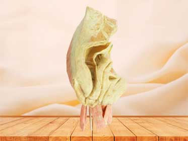 Female internal genital organs for sale