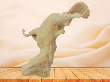 Female internal genital organs human specimen