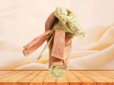 Female internal genital organs plastination