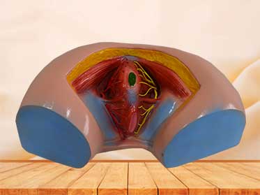 Female perineum model