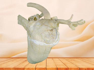 Heart cavity of cow medical specimen