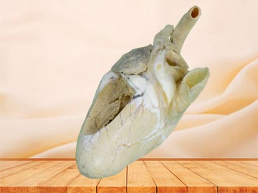 Heart cavity of cow plastinated specimen