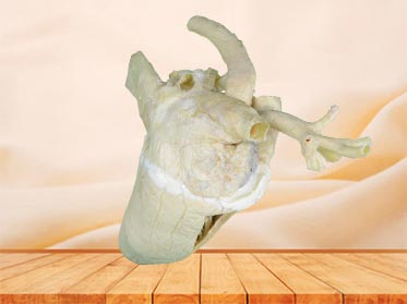 Heart cavity of cow plastination