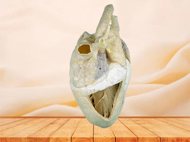 Heart cavity of cow specimen plastination