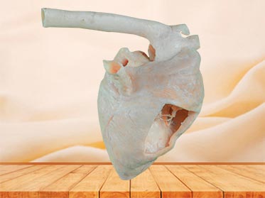 Heart cavity of pig plastinated specimen