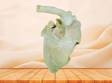 Heart cavity of pig specimen plastination