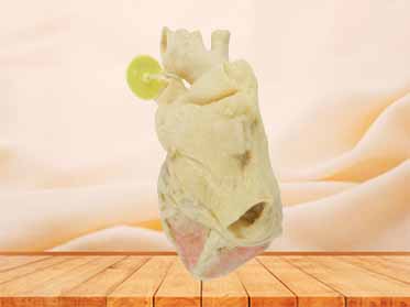 Heart cavity structure