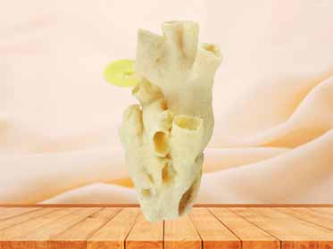 Heart cavity structure human specimen