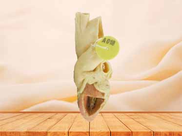 Heart cavity structure plastination specimen