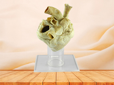 Heart of Horse plastination