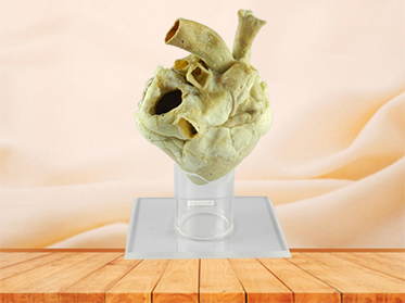 Heart of Horse plastination specimen