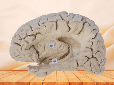 Hippocampal formation