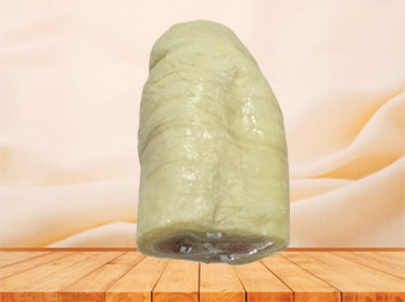 Horizontal section of penis plastinated specimen