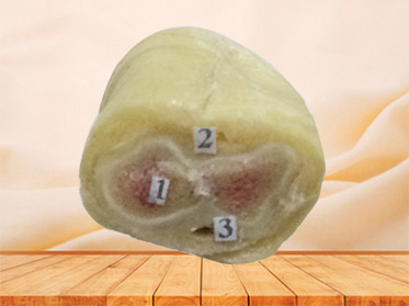 Horizontal section of penis plastination specimen