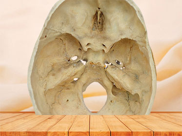 Horizontal section of skull