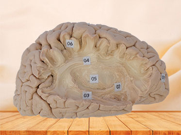 Human association fiber of cerebral hemisphere