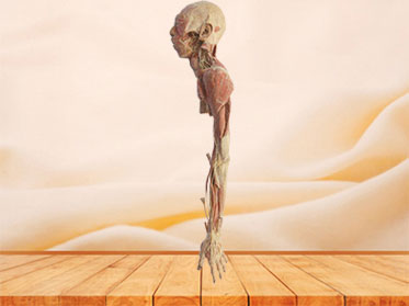 Human brachial plexu and its branches plastinated specimen