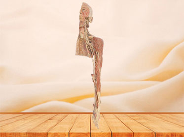 Human brachial plexus and its branches