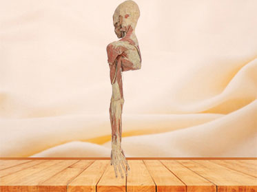 Human brachial plexus and its branches plastination