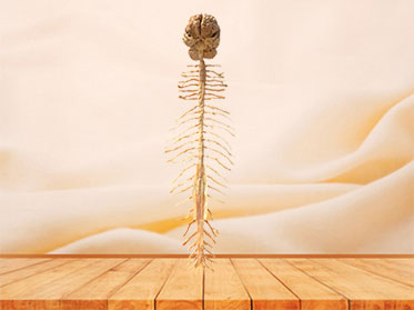 Human brain and spinal cord
