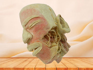 Human deep vascular nerve of head and neck and face