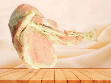 Human deep vascular nerve of upper limb plastinated specimen