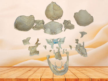 Human detached skull