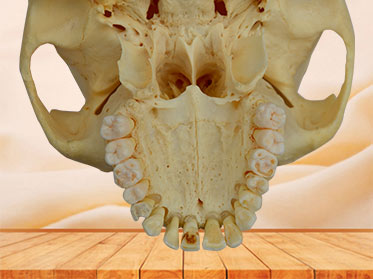 Human natural skull