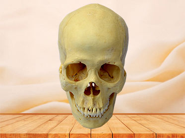 Human real skull